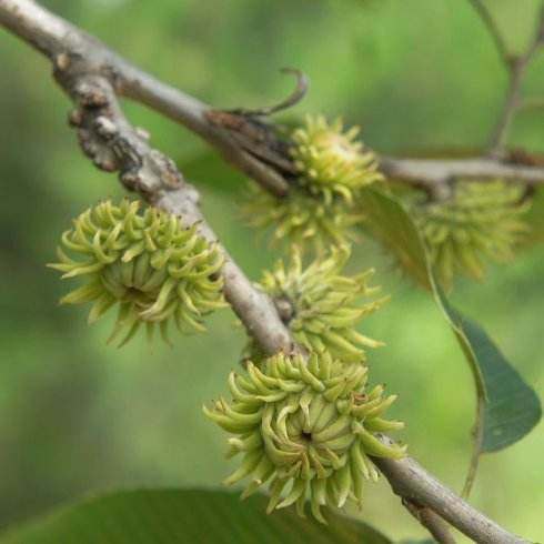 麻栗樹(shù)