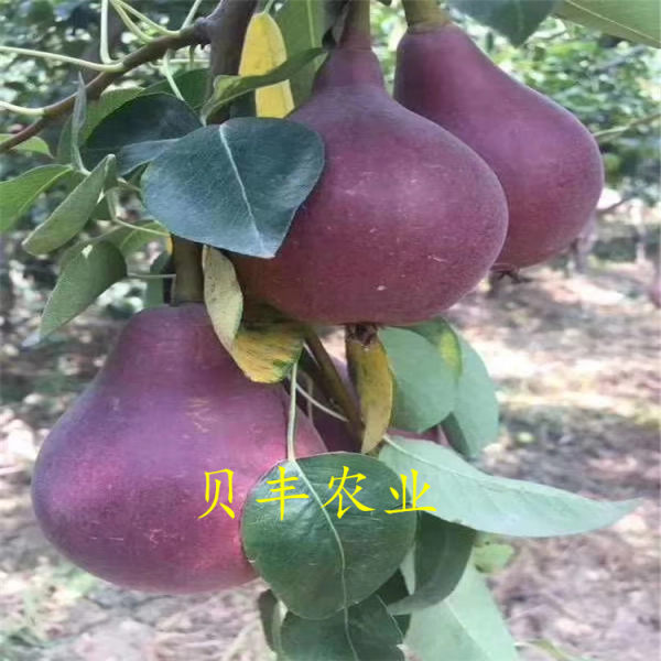 玉露香梨樹苗