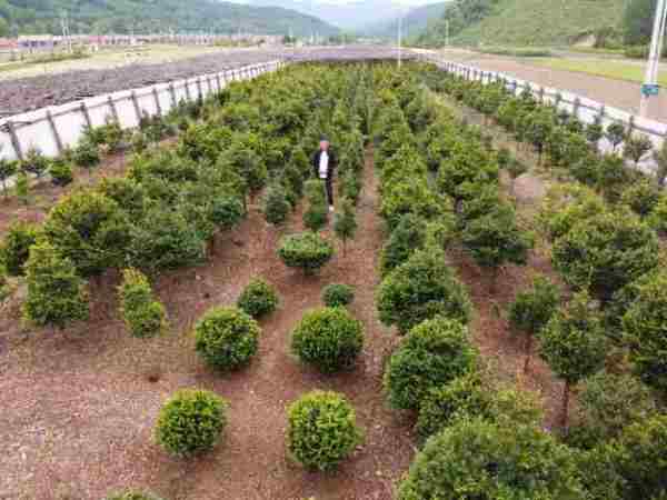 東北紅豆杉