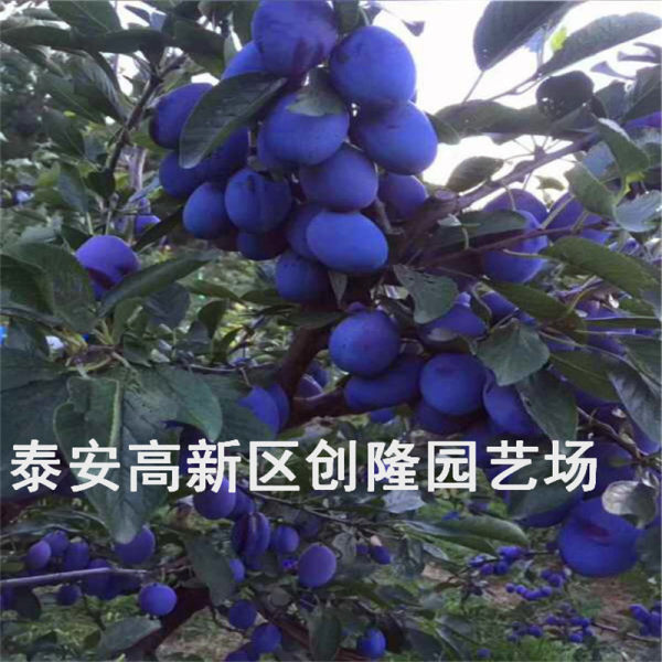 西梅品种李子苗