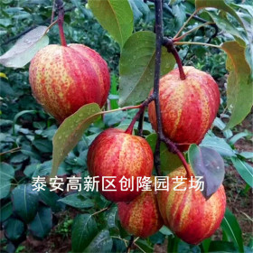 早酥紅梨樹(shù)苗批發(fā)價(jià)格、早酥紅梨樹(shù)苗基地及出售