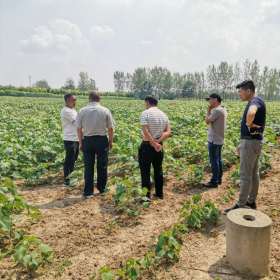 楸树根苗价格 楸树小苗报价 楸树小苗上车价