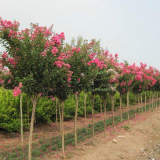 紫薇樹基地（紅花紫薇樹苗圃基地）