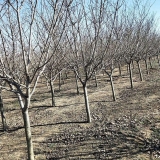 山东阳光樱花基地 5-6-8公分阳光樱价格