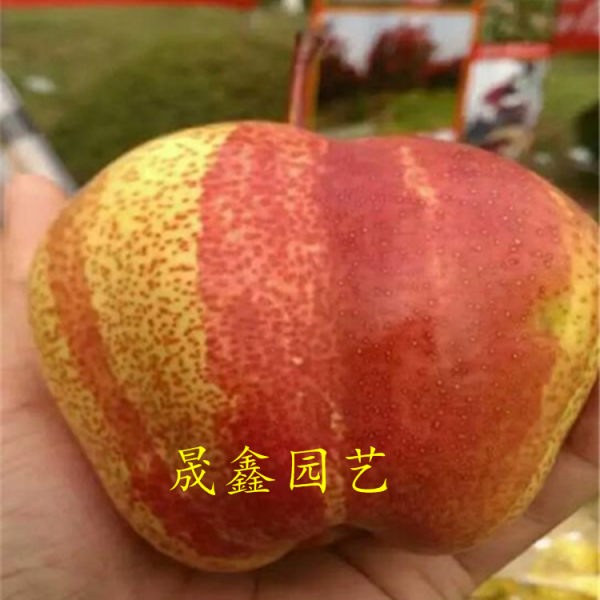 梨樹(shù)苗