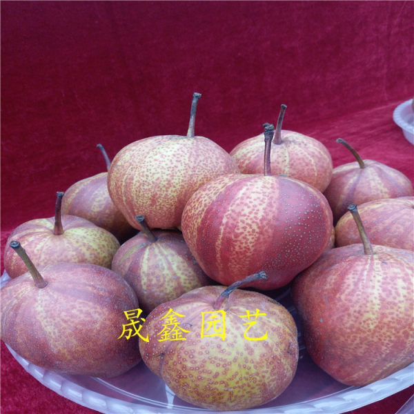 梨樹(shù)苗