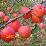 蜜脆蘋(píng)果蘋(píng)果苗園林選擇及栽后管理