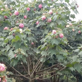 3公分木芙蓉多少钱一棵，成都市花基地大量出售各规格木芙蓉