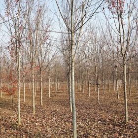 山东红枫基地在哪里 红冠红枫树苗基地批发