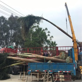 福建狐尾椰子树苗基地 批发 狐尾椰子价格