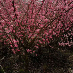 红梅基地（南京汤泉梅花树销售中心）