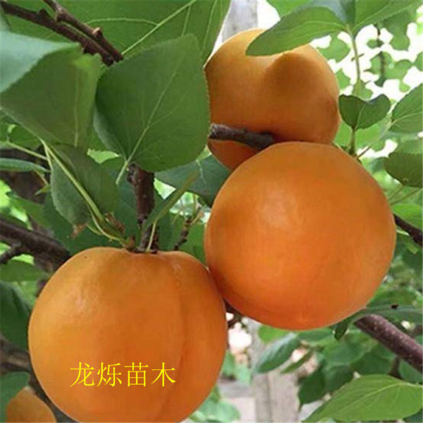 金太陽(yáng)杏苗