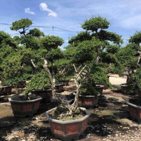 求购茶桩头盆景  福建茶盆景批发供应