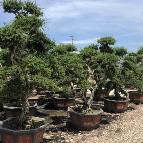 茶桩头盆景多少钱  批发茶桩头盆景