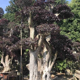 红花继木桩批发 红花继木桩基地报价