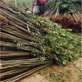 香椿苗基地種植基地香椿苗基地實地價格查詢