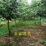 出售3公分油杏樹(shù)苗基地 哪里有杏樹(shù)苗 3公分杏樹(shù)苗多少錢(qián)一棵