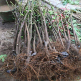 早黃無花果苗廠家報(bào)價早黃無花果苗種植基地