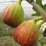 波姬紅無花果苗批發(fā)種植基地波姬紅無花果苗經(jīng)銷商家