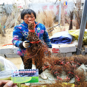 富士之辉葡萄苗对比阳光玫瑰葡萄苗 栽植葡萄的新技术