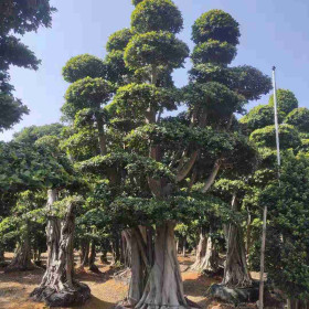 漳州造型小叶榕批发 小叶榕大树造型 产地直销