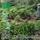 江蘇枸骨球基地 冠幅80~150公分枸骨球價格多少錢一棵