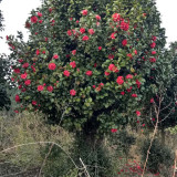 茶花苗價格 江西茶花供應基地 兩年生苗價格多少