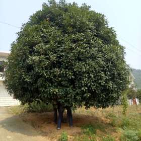 高桿桂花價格 桂花產地批發(fā)價格表 低價出售