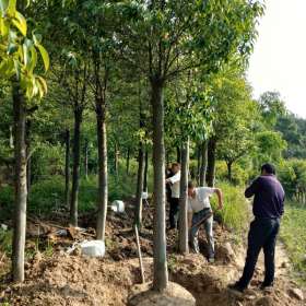 紅果冬青10公分價格 江西紅果冬青基地直銷價