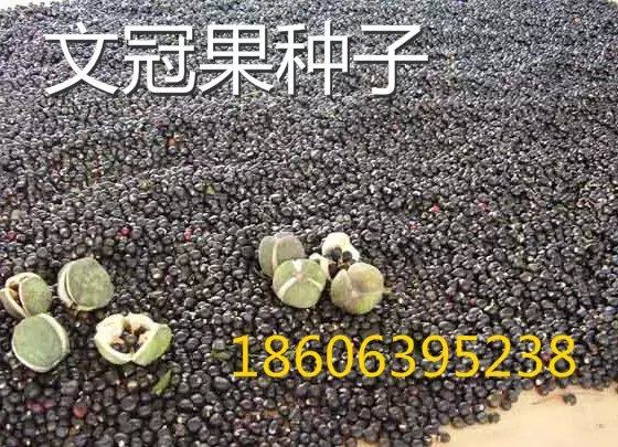 中華文冠果苗木