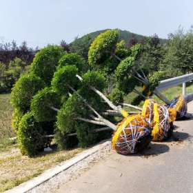 金葉榆造型樹價格行情 苗圃直供 價格多少錢