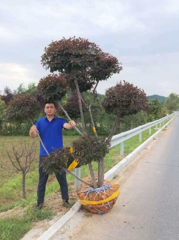 紅葉李樹造型樹