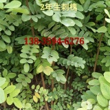 2年刺槐苗價格??！兩年+二年生+2年生刺槐苗種植基地