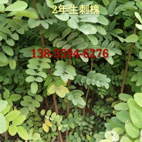 2年刺槐苗价格！！两年+二年生+2年生刺槐苗种植基地