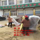 黄桃树苗什么品种好？优质锦绣黄树苗新品种、黄桃树苗价格多少