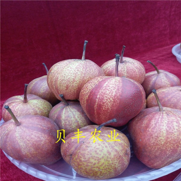 玉露香梨樹(shù)苗