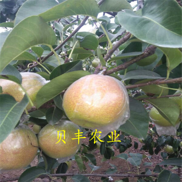 玉露香梨樹(shù)苗