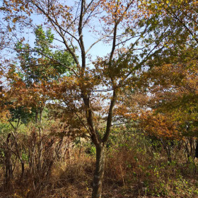 雞爪槭價格 雞爪槭小苗批發(fā)價格 基地出售