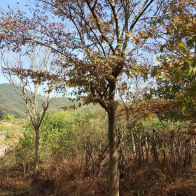 10公分鸡爪槭价格 江西鸡爪槭种植基地