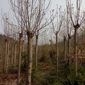 马褂木价格 马褂木种植基地批发供应