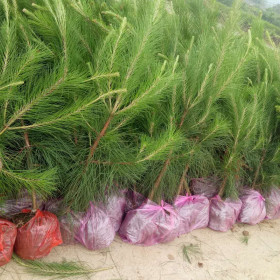 湿地松杯苗哪里有基地 江西湿地松苗基地批发