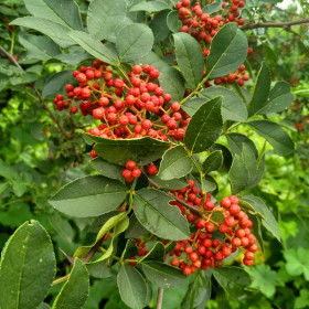 花椒苗批发 花椒苗基地 现挖现卖