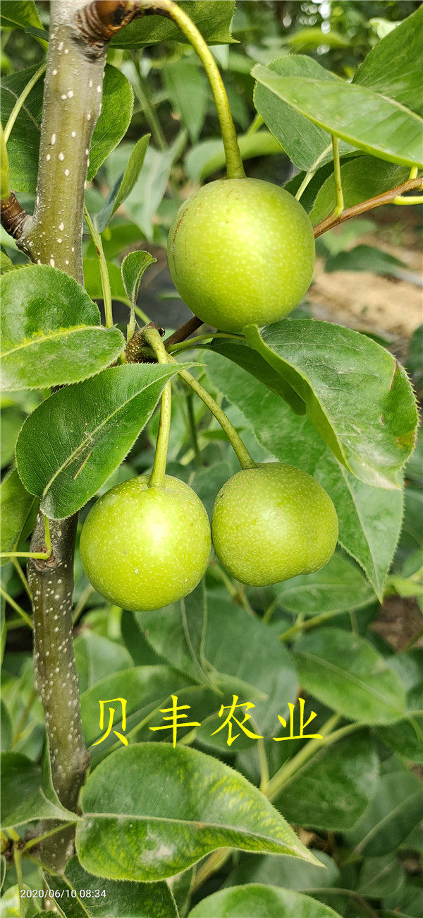 梨樹(shù)苗價(jià)格