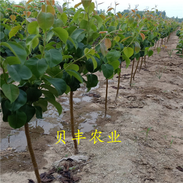 全红梨树苗