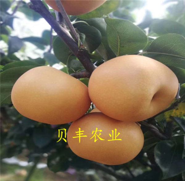 全红梨树苗