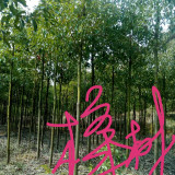 香樟樹(shù)種植基地 4公分5公分香樟樹(shù)批發(fā)價(jià)格