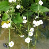 泽泻水生植物批发基地  水生沼生植物泽泻价格