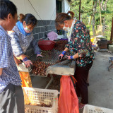 供應(yīng)板栗苗,山東板栗苗基地