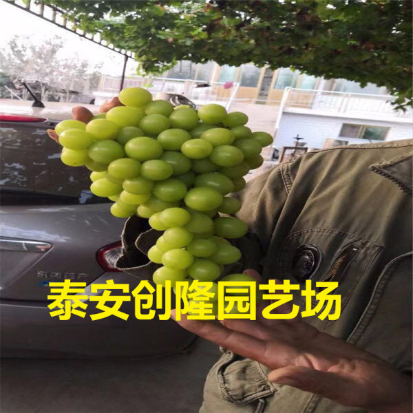 陽光玫瑰葡萄苗