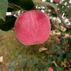 秦脆苹果苗 秦脆苹果苗基地 秦脆苹果苗价格怎么卖